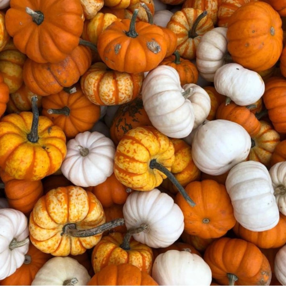 Pumpkin buddy